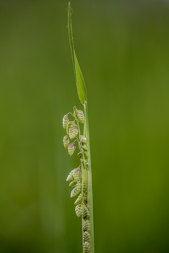 Image of Briza elatior specimen.