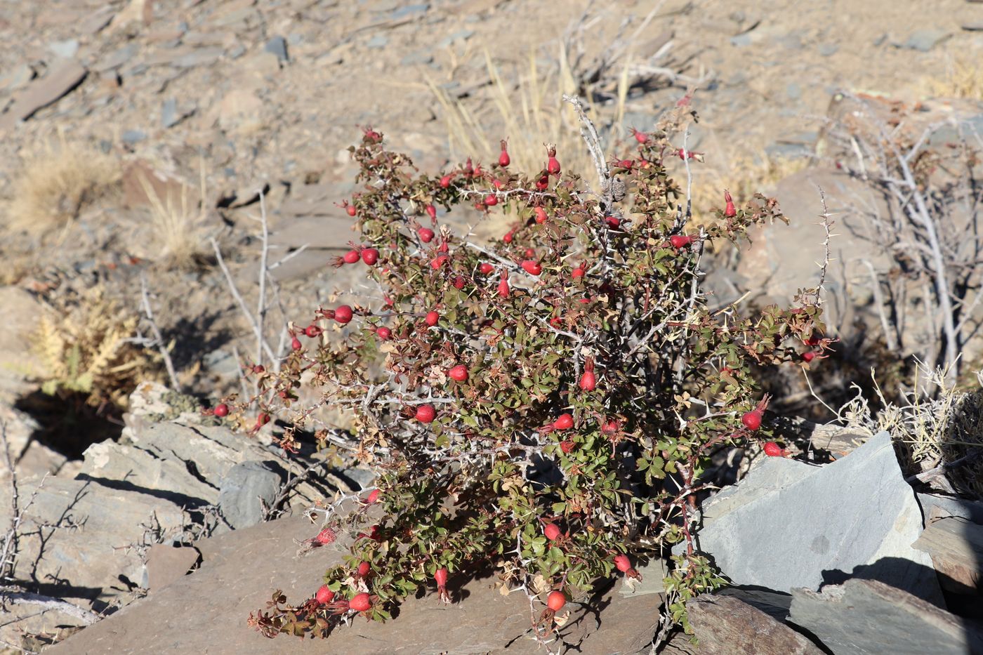 Image of Rosa maracandica specimen.