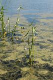 Sagittaria sagittifolia. Цветущее растение на мелководье, заросшем Elodea canadensis и водорослями. Псковская обл., Псковский р-н, окр. дер. Филатова Гора; р. Великая, у берега. 29.07.2021.