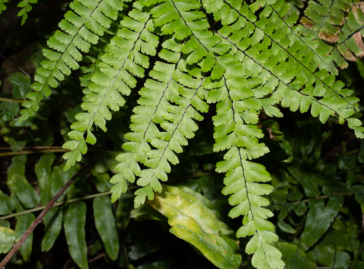 Image of genus Adiantum specimen.