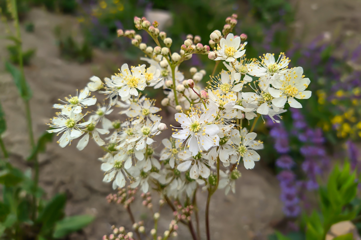 Image of Filipendula vulgaris specimen.