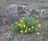 Sternbergia lutea