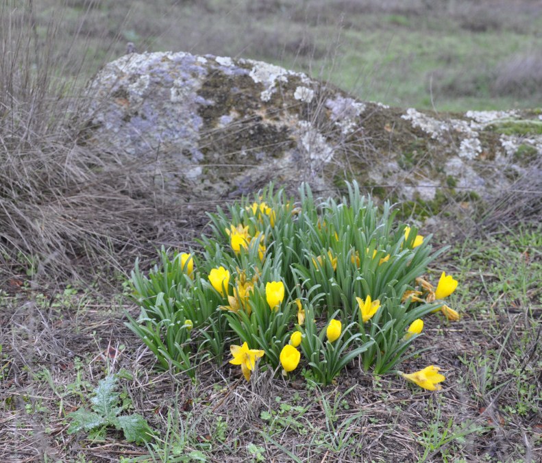 Изображение особи Sternbergia lutea.