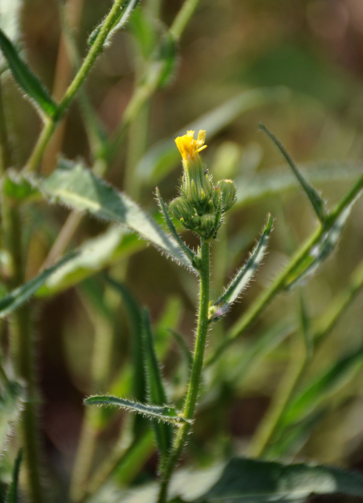 Image of Picris japonica specimen.