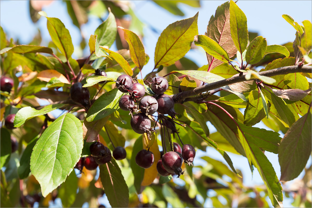 Изображение особи род Malus.