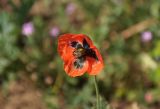 Papaver stevenianum. Цветок. Крым, Ленинский р-н, с. Новоотрадное, подножие степного склона. 10.05.2021.