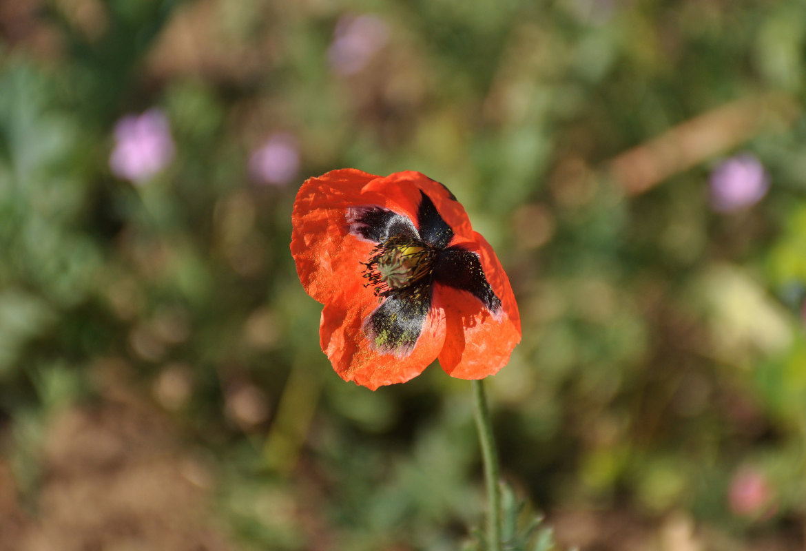 Image of Papaver stevenianum specimen.