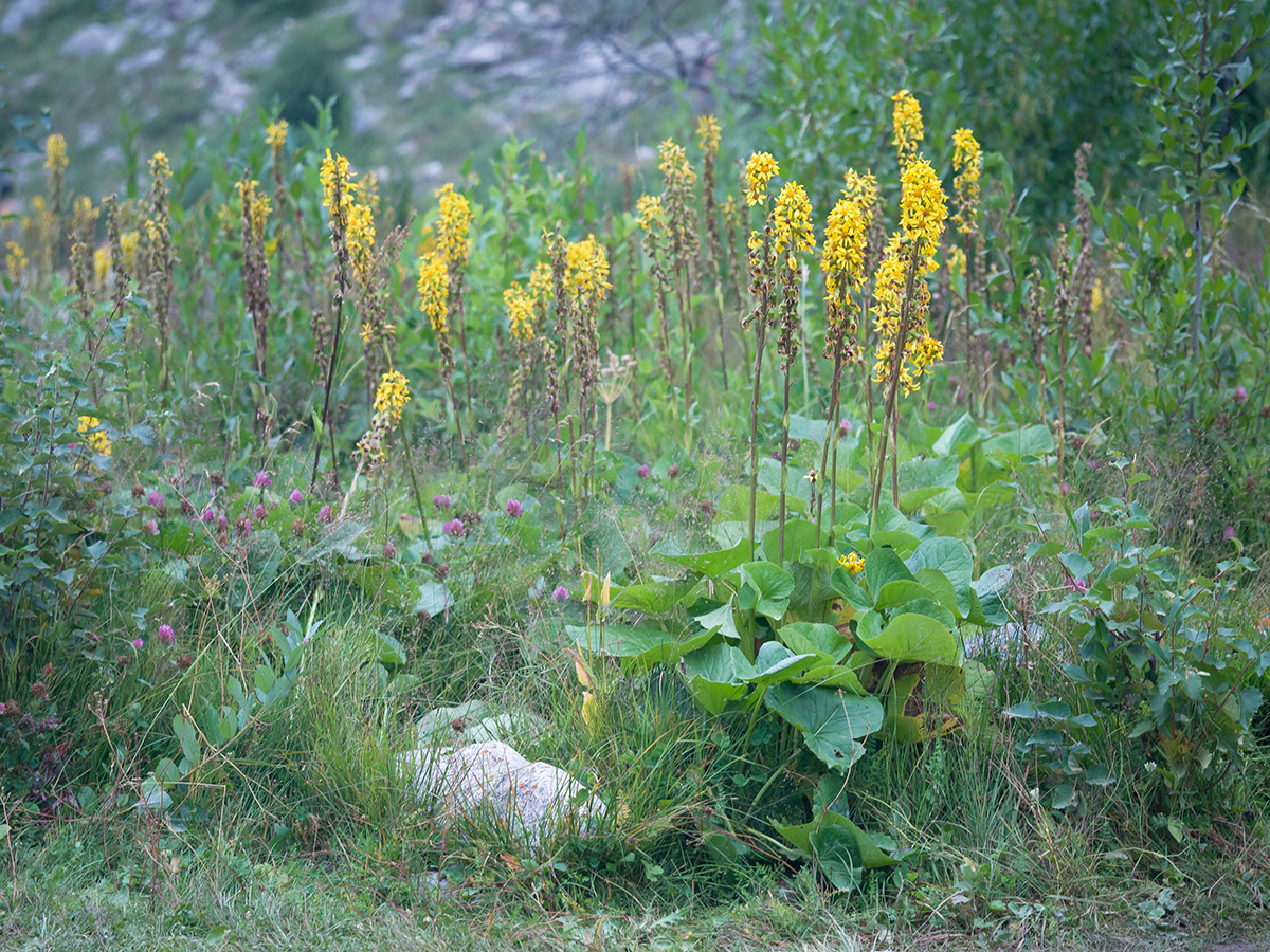 Image of Ligularia subsagittata specimen.