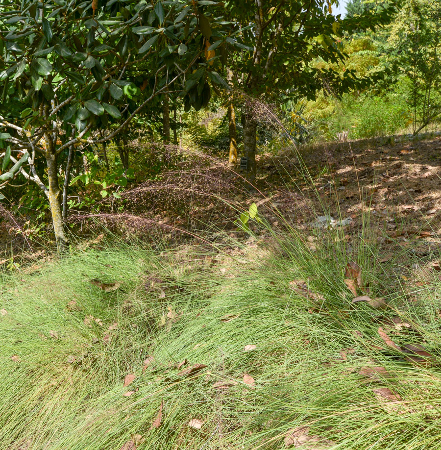 Изображение особи Muhlenbergia ciliata.