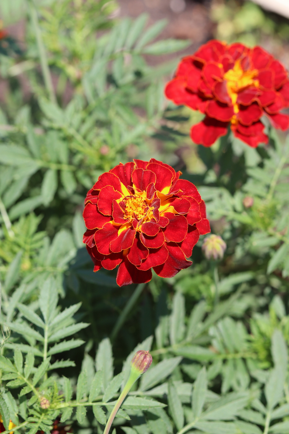 Изображение особи Tagetes patula.