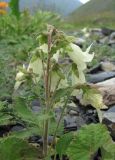 Campanula dolomitica