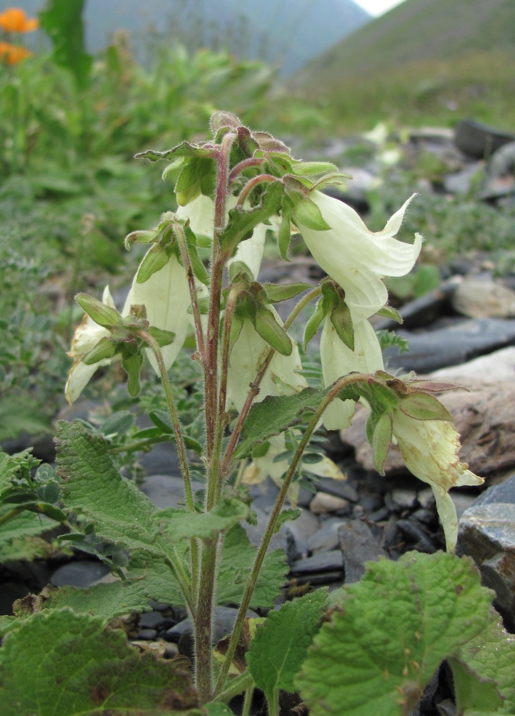 Изображение особи Campanula dolomitica.