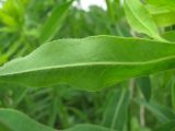 Euphorbia procera