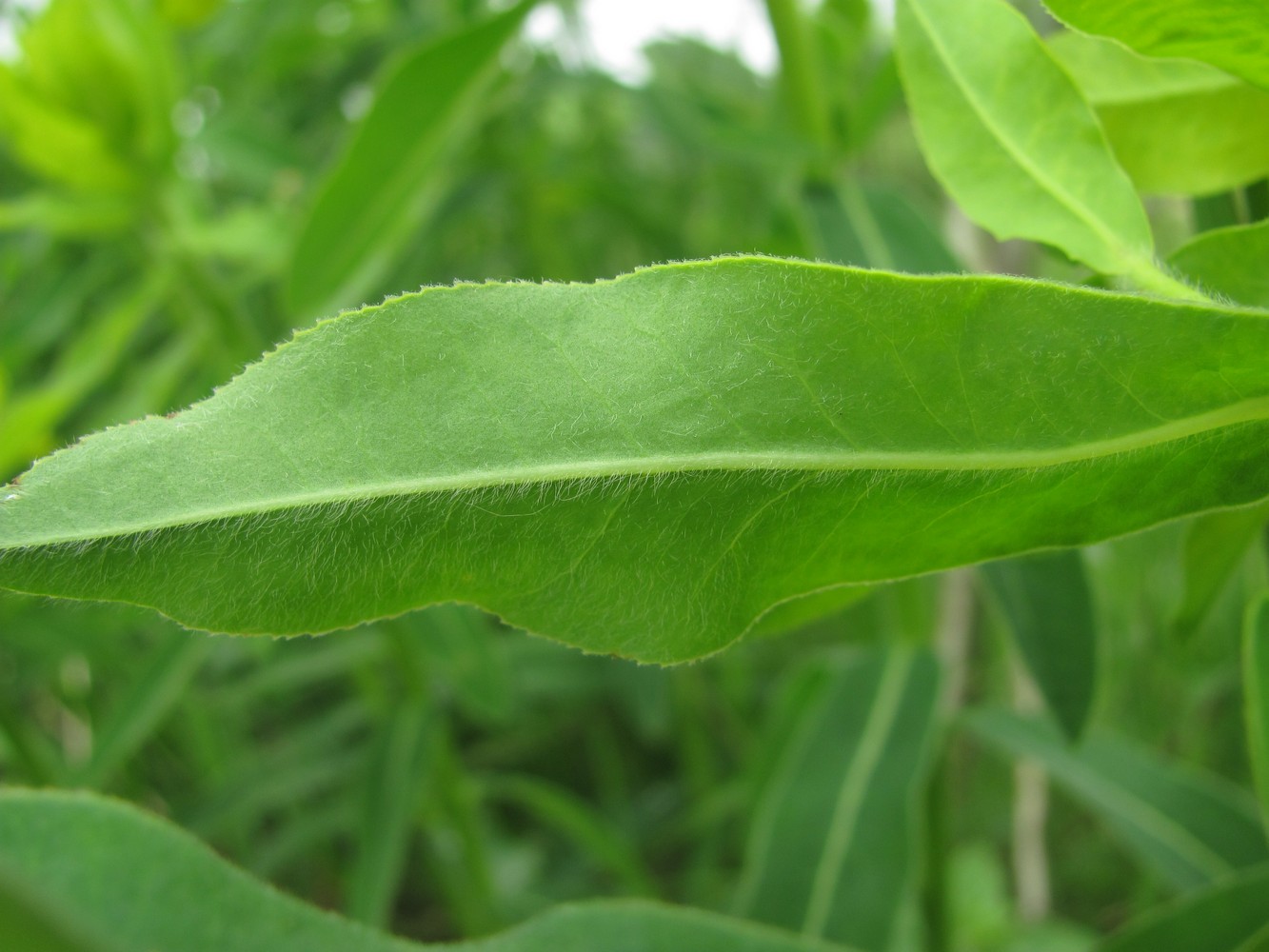 Image of Euphorbia procera specimen.