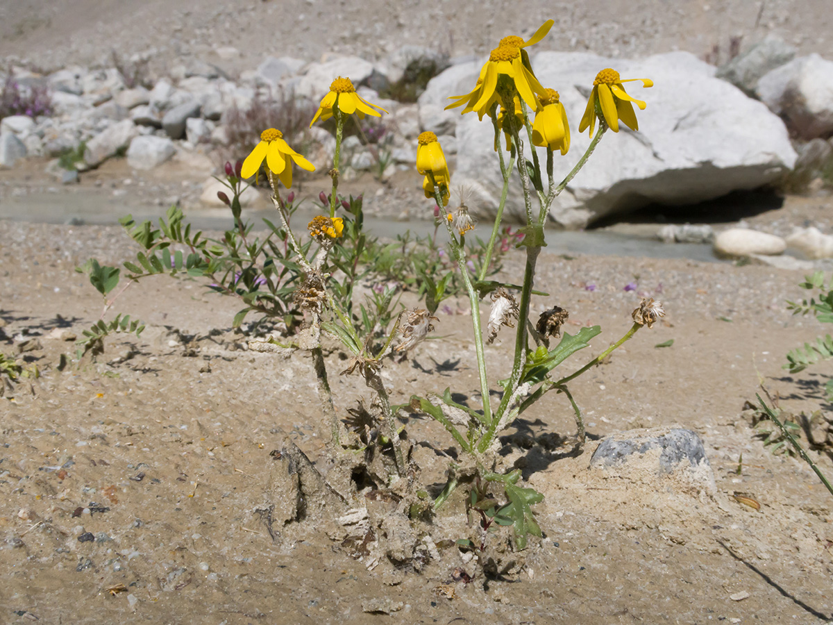 Image of Senecio sosnovskyi specimen.