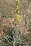 Verbascum urumoffii