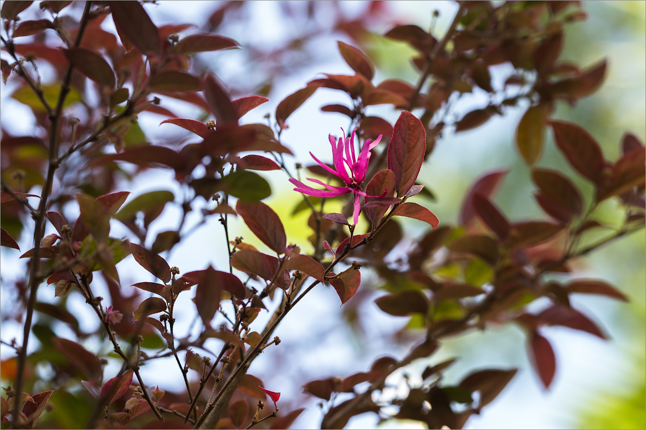 Изображение особи Loropetalum chinense var. rubrum.