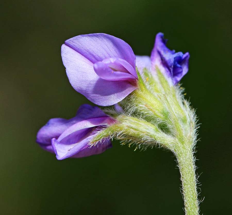 Image of Gueldenstaedtia verna specimen.