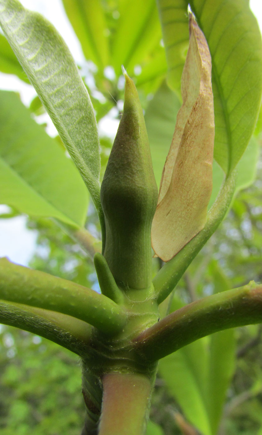 Изображение особи Magnolia hypoleuca.