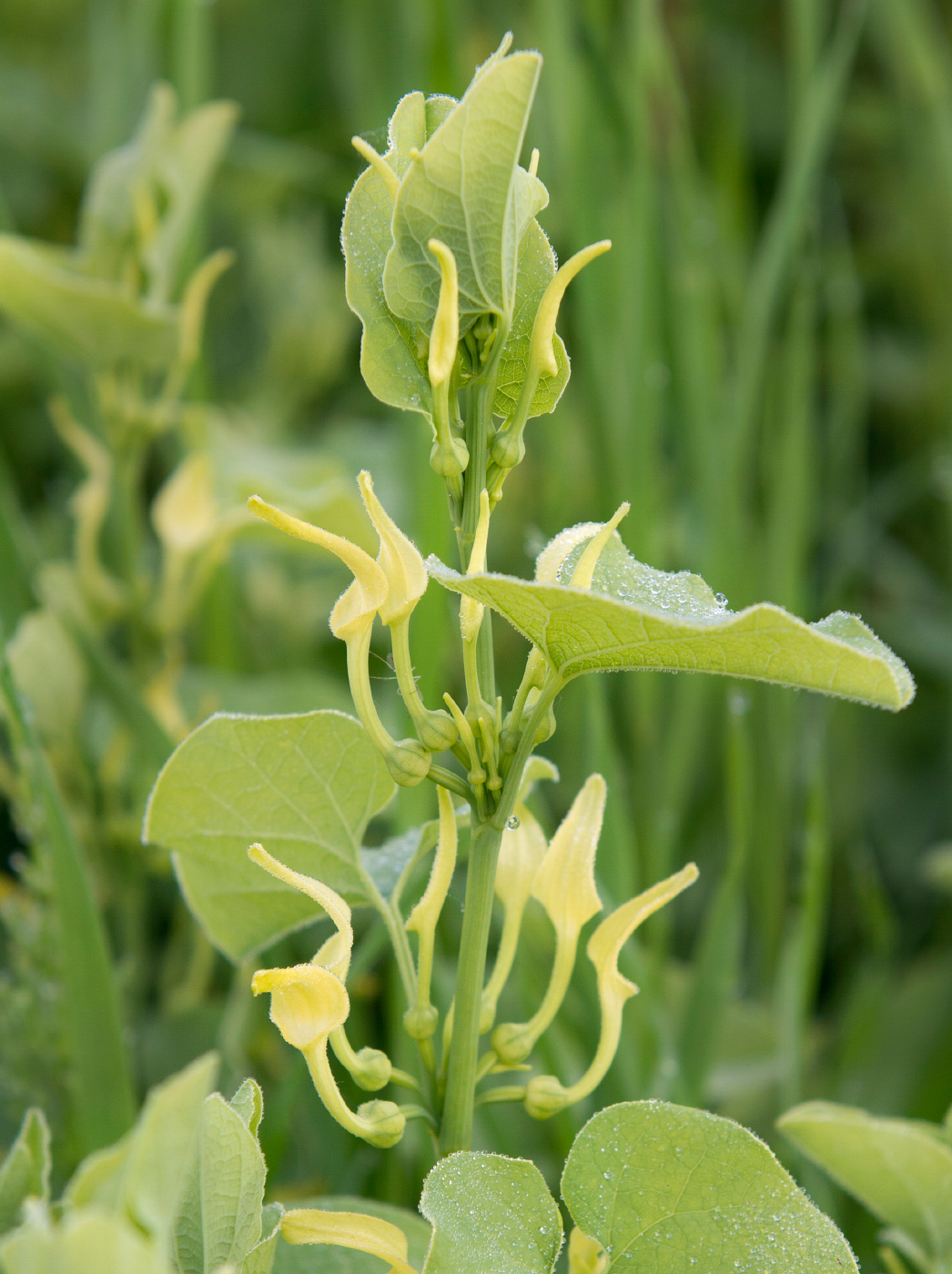 Image of Aristolochia clematitis specimen.