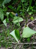 Erythronium sibiricum