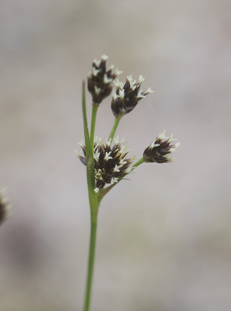 Image of genus Luzula specimen.