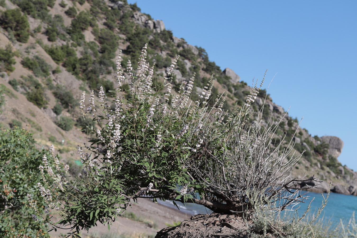 Изображение особи Vitex agnus-castus.