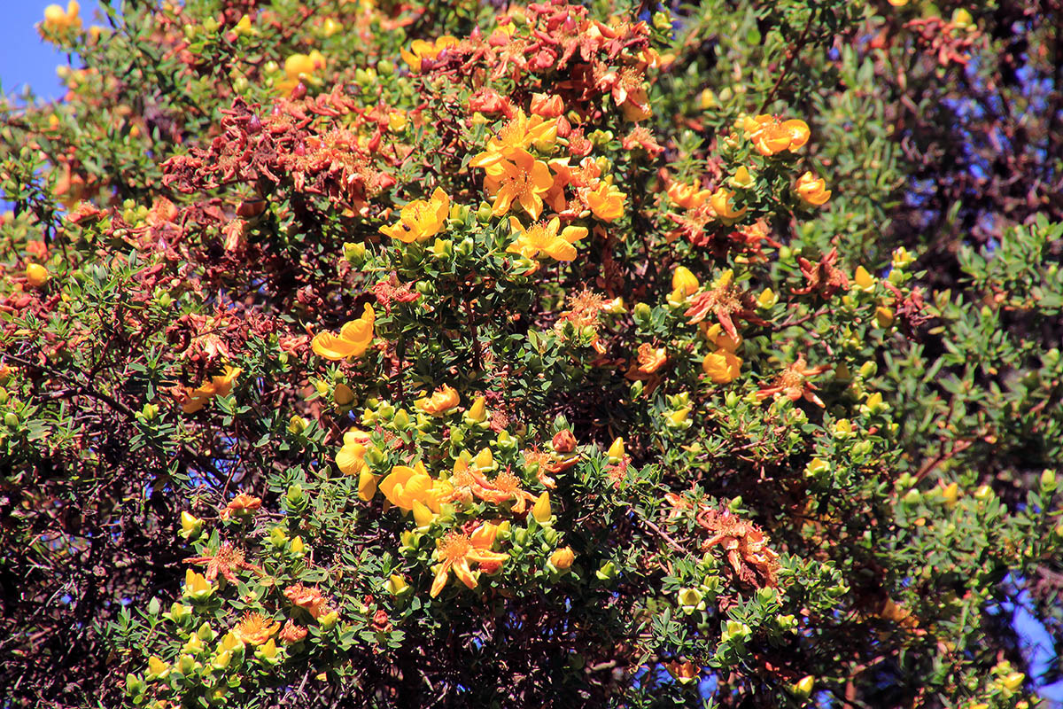 Image of genus Hypericum specimen.