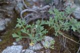 Chrysanthemum sinuatum