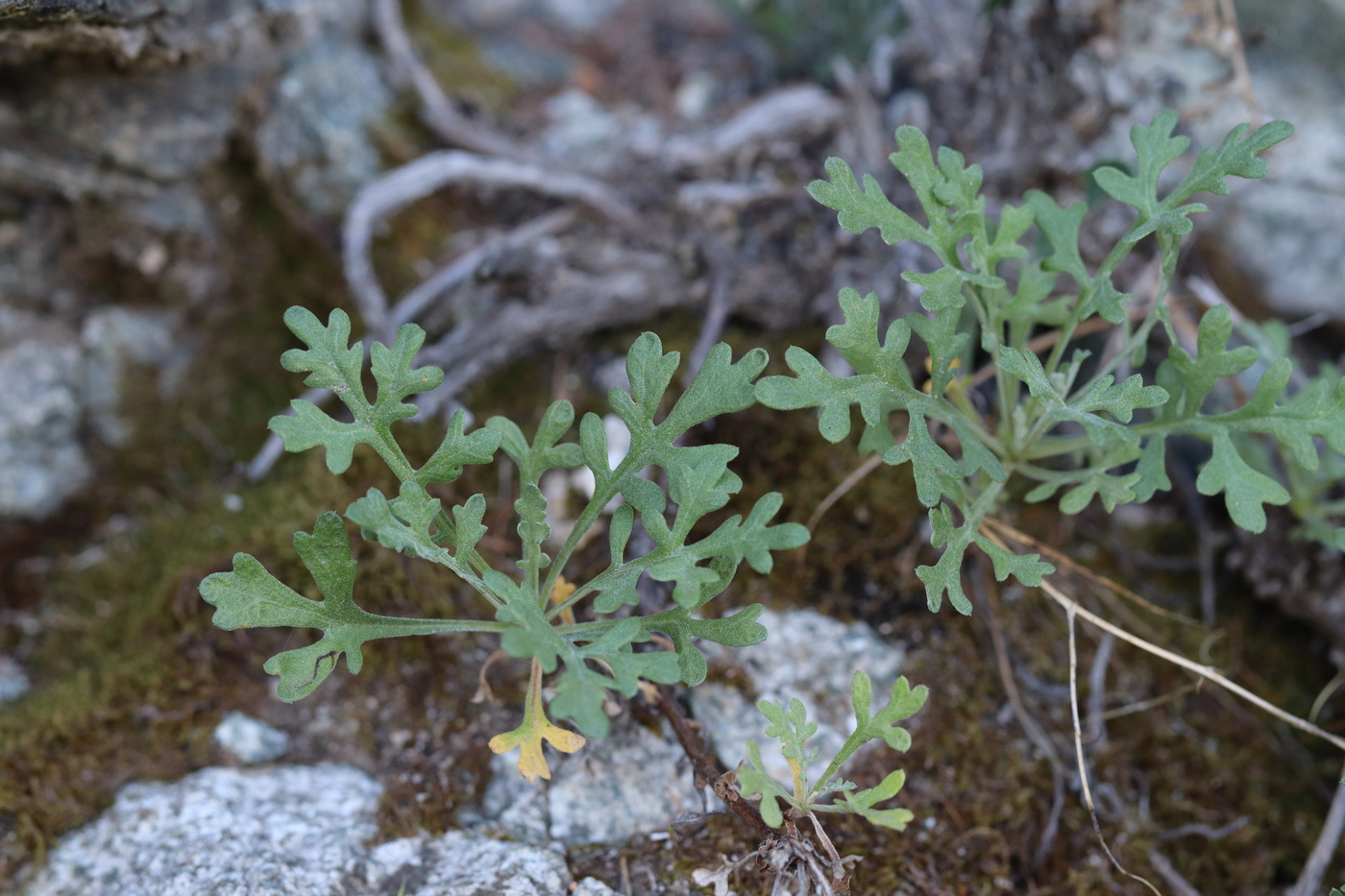 Image of Chrysanthemum sinuatum specimen.