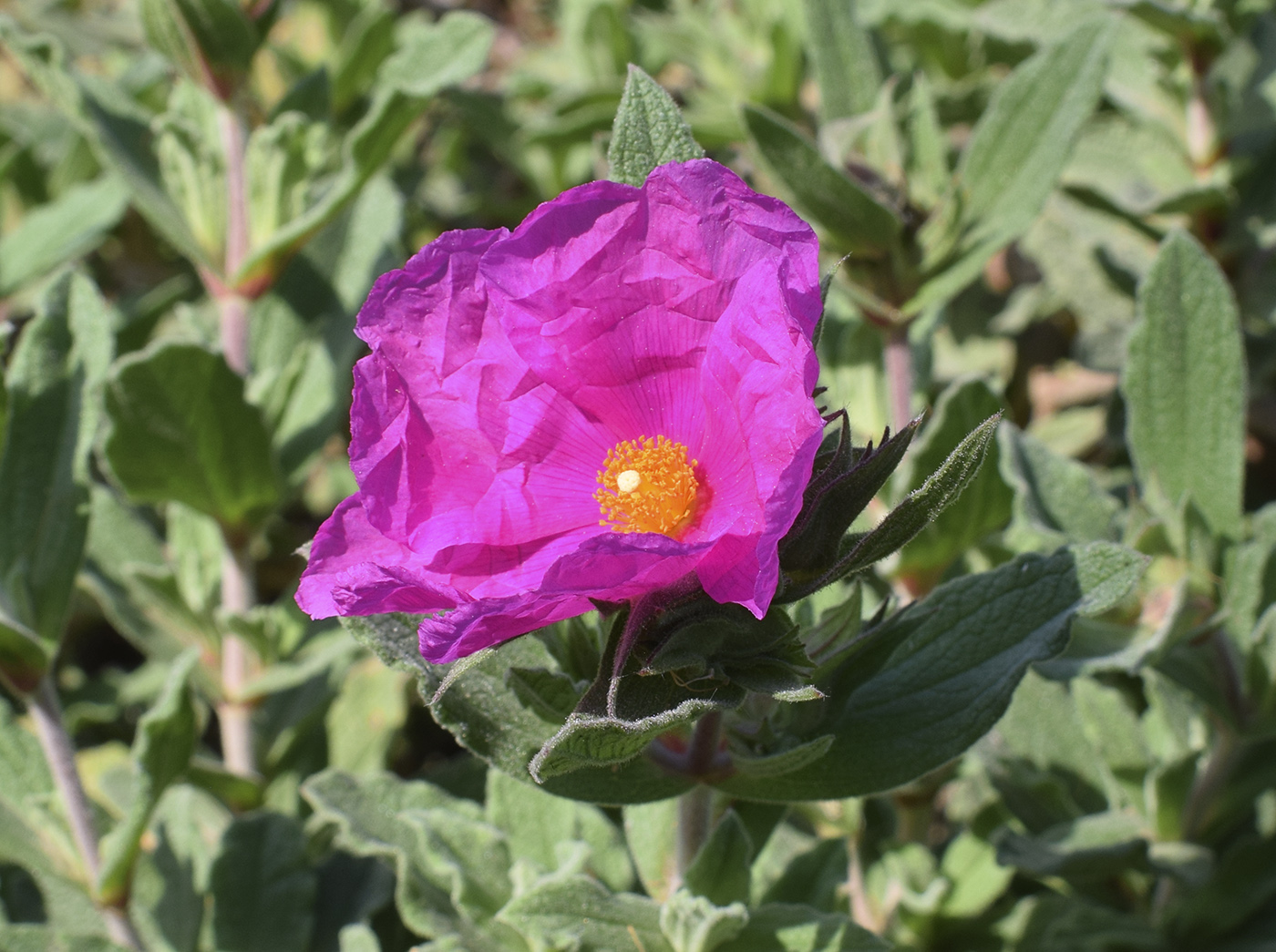 Image of Cistus &times; incanus specimen.