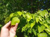 Tilia platyphyllos