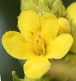 Verbascum thapsus