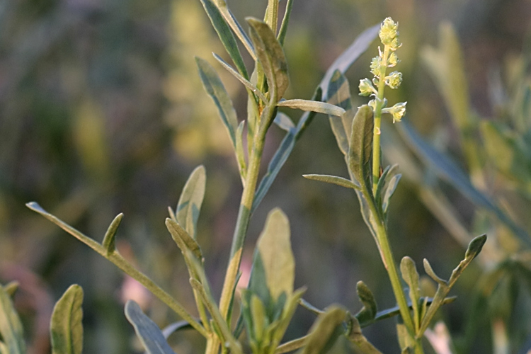 Изображение особи Reseda lutea.