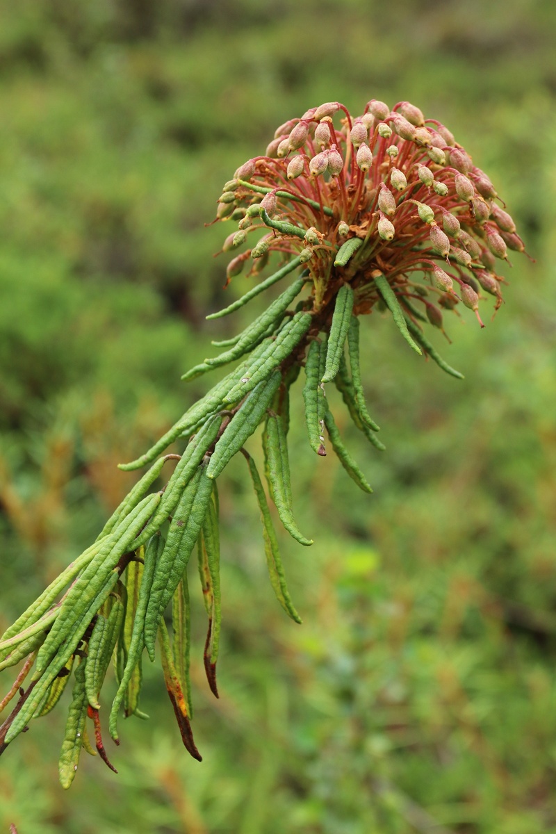 Image of Ledum palustre specimen.