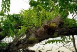 genus Drynaria. Растения на стволе дерева. Таиланд, провинция Транг, р-н Кантанг, остров Ко Крадан, морской заповедник \"Hat Chao Mai\". 15.11.2000.