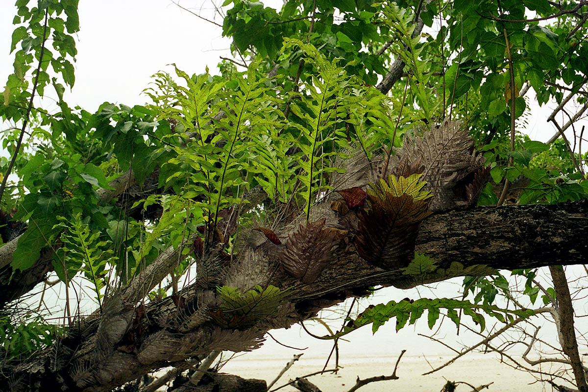 Image of genus Drynaria specimen.