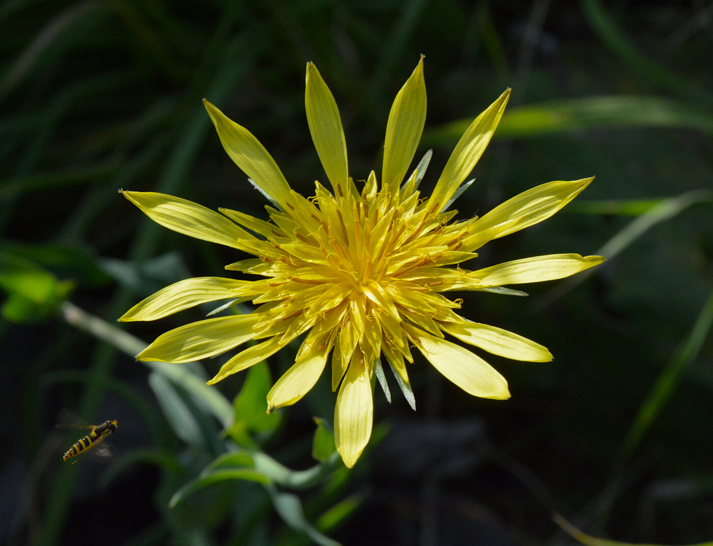 Изображение особи Tragopogon orientalis.