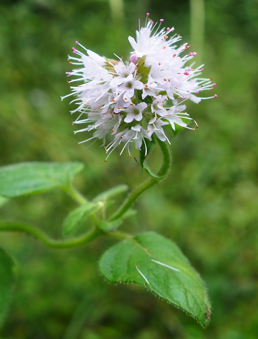 Image of Mentha aquatica specimen.