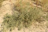 Atriplex micrantha