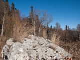 familia Poaceae. Плодоносящие растения. Адыгея, Кавказский биосферный заповедник, Фишт-Оштенский массив, ур. Яворова Поляна, ≈ 1600 м н.у.м., на большом известняковом валуне. 01.11.2015.