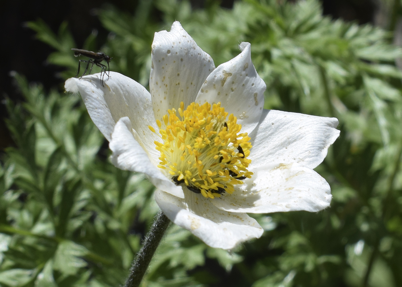 Изображение особи Pulsatilla alpina.