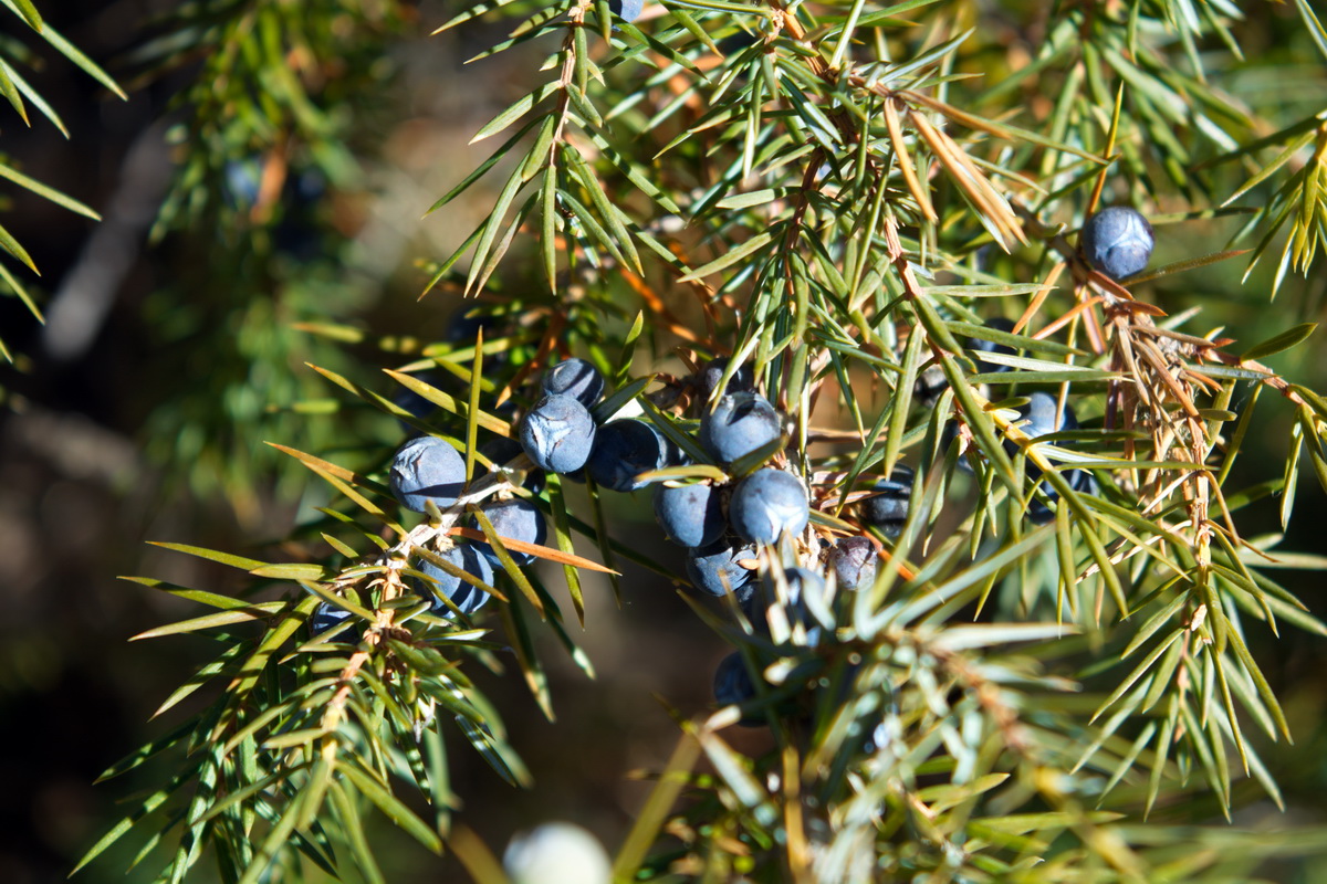 Image of Juniperus oblonga specimen.