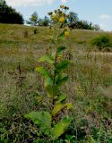 Inula helenium