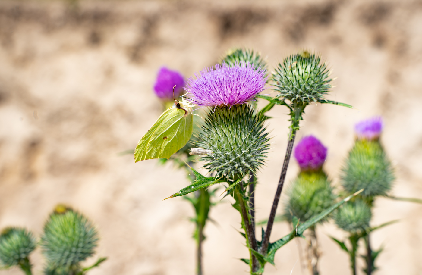 Image of Cirsium vulgare specimen.