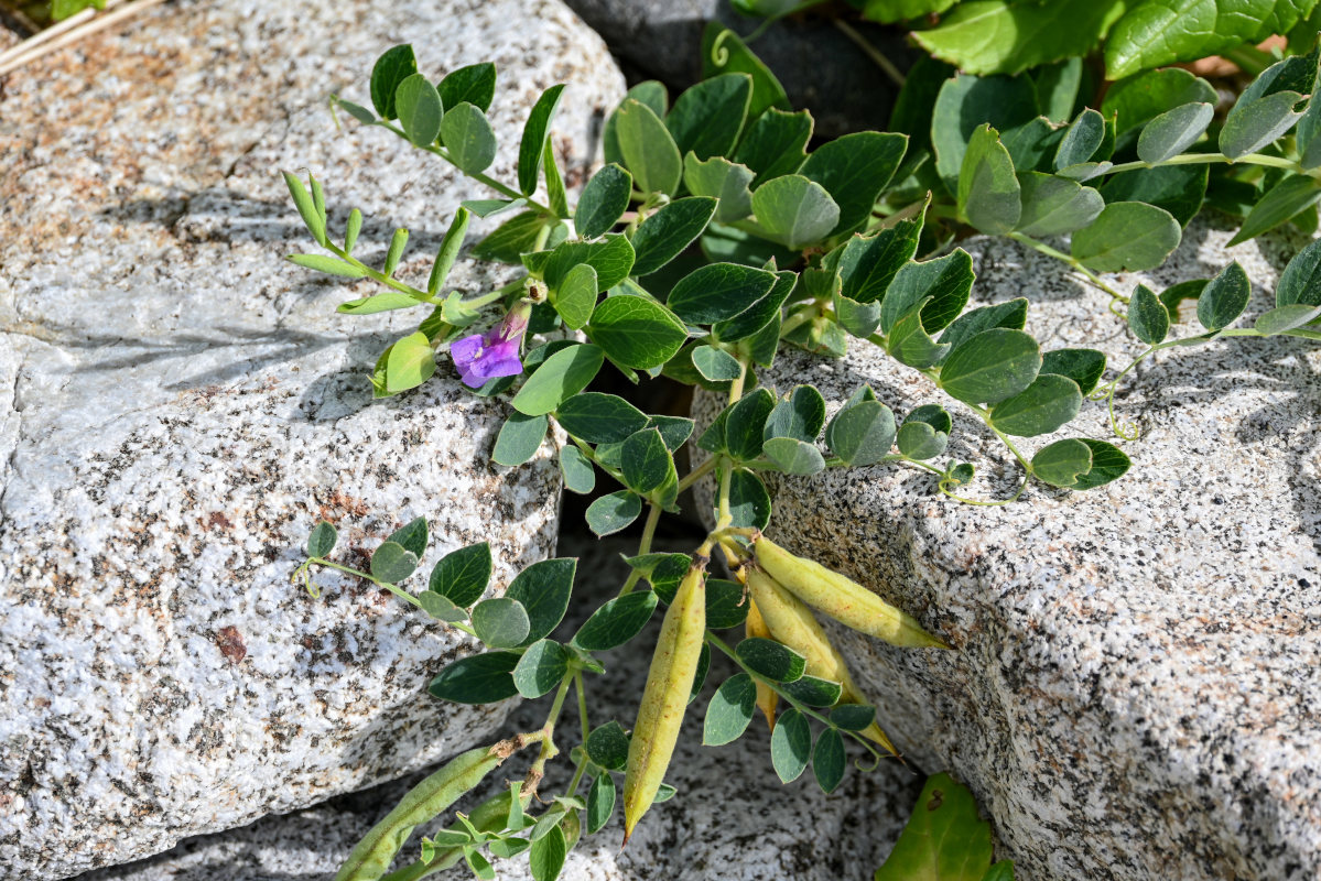 Image of Lathyrus japonicus ssp. pubescens specimen.