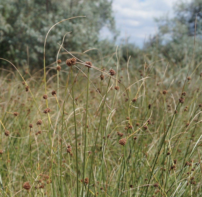 Изображение особи Scirpoides holoschoenus.