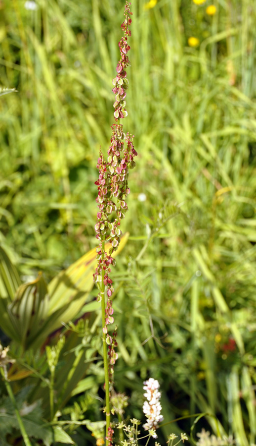 Изображение особи Rumex acetosa.