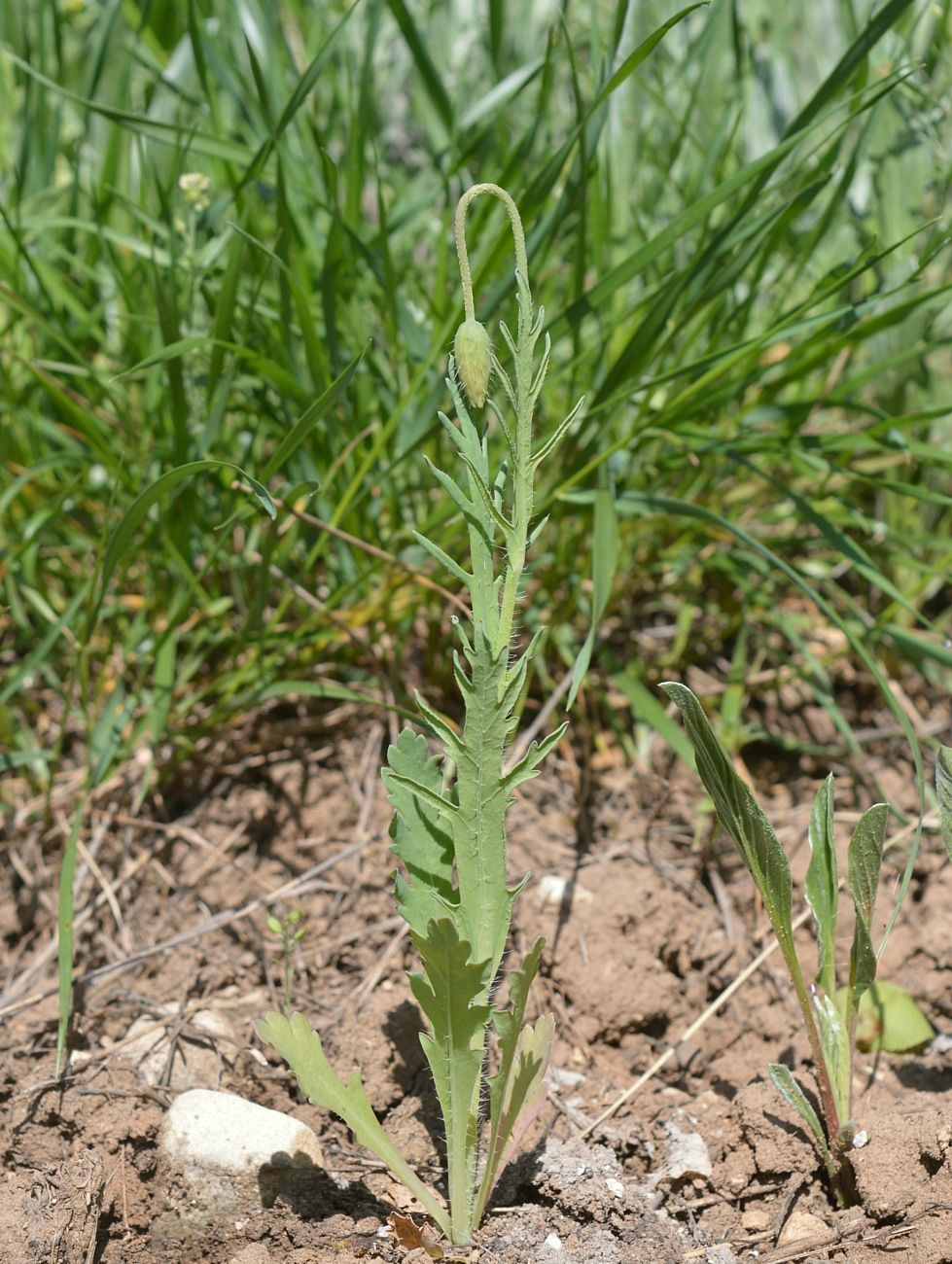 Image of Papaver laevigatum specimen.