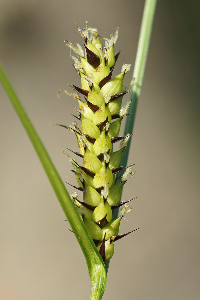 Изображение особи Carex melanostachya.